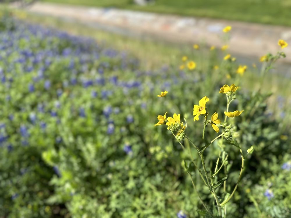 White Oak Bayou Trail