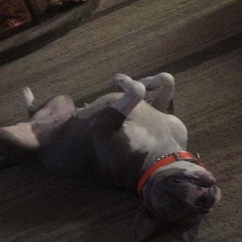 Barks & Bubbles - dog - Pet Services Near Me