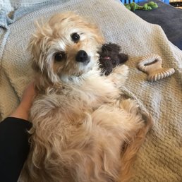 Before - fluffy scruffy puppy Before - fluffy scruffy puppy
