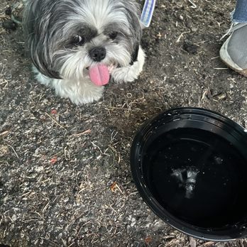 Maui's on Main - Our dog who the owner personally brought a water bowl to! - Burgers Near Me - San Antonio, Texas Maui's on Main - Our dog who the owner personally brought a water bowl to! - Burgers Near Me - San Antonio, Texas