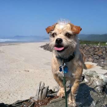 City Canine - Pet Training Near Me - Houston, Texas