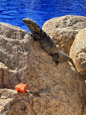 Grand Fiesta Americana Los Cabos All Inclusive Golf & Spa. by null