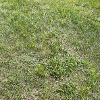 TruGreen Lawn Care - Weeds crabgrass - Tree Services Near Me - Windsor, Connecticut TruGreen Lawn Care - Weeds crabgrass - Tree Services Near Me - Windsor, Connecticut