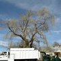 Sherwood Tree Service