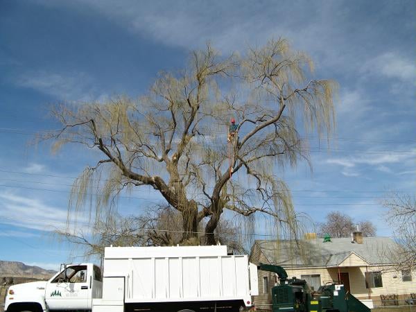 Sherwood Tree Service - tree service in Provo, UT