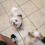 Valley Ranch Animal Hospital