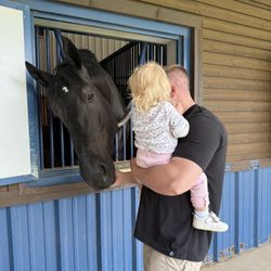 Express Clydesdales - Bullet!