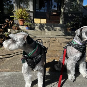 Pet Stylist - Perfect schnauzer faces and boots - Pet Groomers Near Me - San Leandro, California Pet Stylist - Perfect schnauzer faces and boots - Pet Groomers Near Me - San Leandro, California