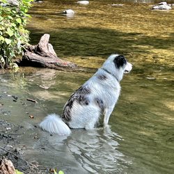 Northampton Dog Park