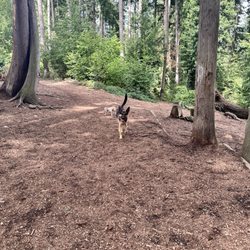 Viking Off-leash Dog Park