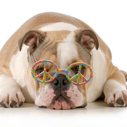 A Happy Hippy Pet Sitting Service
