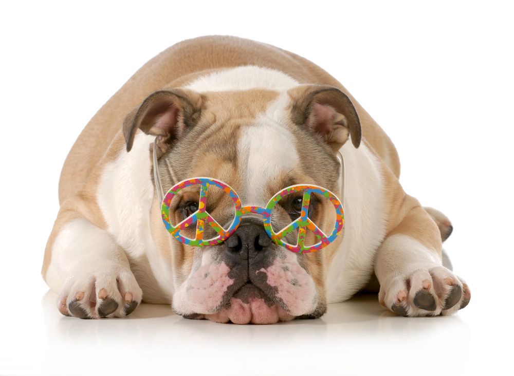 A Happy Hippy Pet Sitting Service - pet boarding facility in Glendale, AZ