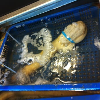 Taylor Shellfish Farms - Geoduck - Seafood Near Me - Seattle, Washington