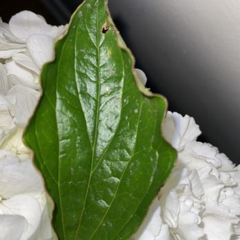 Daniela's Flower Shop II - Florists Near Me - New York, New York