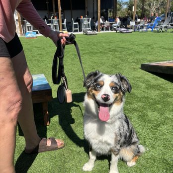 3 Bridges Brewing - Dog friendly patio. - Brewpubs Near Me - Venice Gardens, Florida