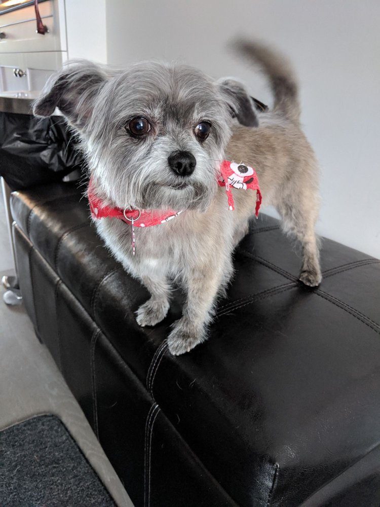 CHAPEL HILL GROOMING Updated July 2024 11 Reviews 41600 Forest