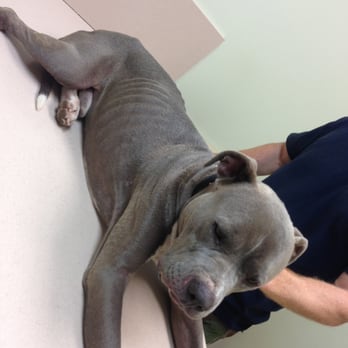 Dellwood Kennel - Shooter's condition after being lost for 11 days under the care of Dellwood Kennel - Pet Sitting Near Me - Columbus, Georgia Dellwood Kennel - Shooter's condition after being lost for 11 days under the care of Dellwood Kennel - Pet Sitting Near Me - Columbus, Georgia