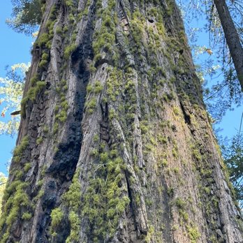 Calaveras Big Trees State Park - Parks Near Me - Arnold, California