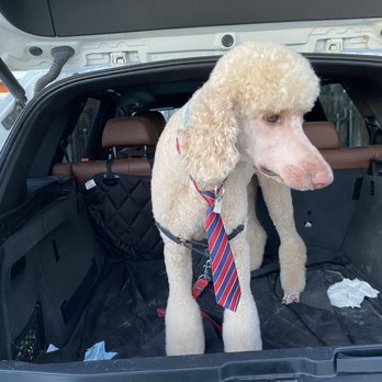 C’s Doggy Dos - Pet Groomers Near Me