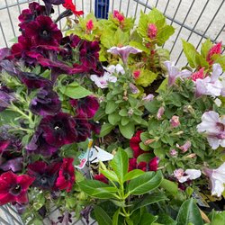 Lowe's Home Improvement - They call it the Clearance shelf- I call it the half dead shelf and it is marvelous!!!