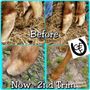Photo of The Arkansas Traveling Goat Farrier