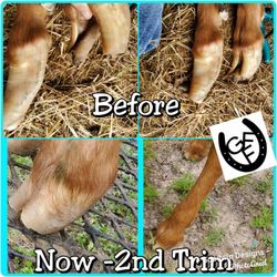 The Arkansas Traveling Goat Farrier