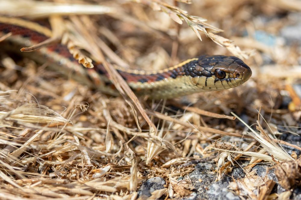 Wavecrest Open Space