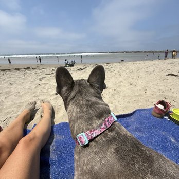 Ocean Beach Dog Beach - Watching the other dogs. - Beaches Near Me - San Diego, California