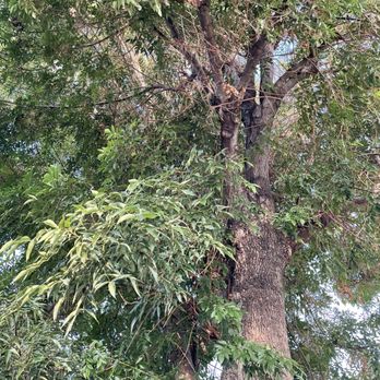 Al’s Tree Care - Tree before - Tree Services Near Me