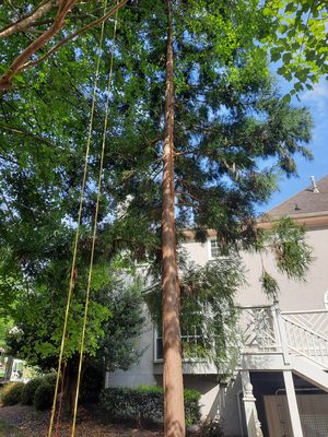 TREE REMOVAL - GET AHEAD OF DAMAGE! - All services are guaranteed! You work directly with the owner of the business from inception to removal! During these project we removed trees prior to them naturally falling and causing costly damage. All trees are climbed and removed by the owner himself! Emergency services 24/7, storm damage experts! TREE REMOVAL - GET AHEAD OF DAMAGE! - All services are guaranteed! You work directly with the owner of the business from inception to removal! During these project we removed trees prior to them naturally falling and causing costly damage. All trees are climbed and removed by the owner himself! Emergency services 24/7, storm damage experts!