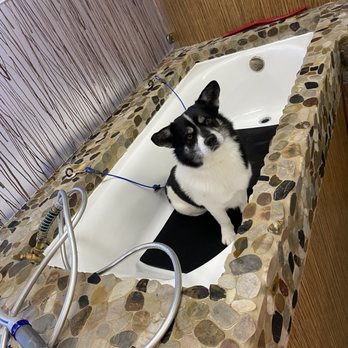 Dirty Dogs - Rocky excited for his shower! - Pet Groomers Near Me - San Diego, California Dirty Dogs - Rocky excited for his shower! - Pet Groomers Near Me - San Diego, California