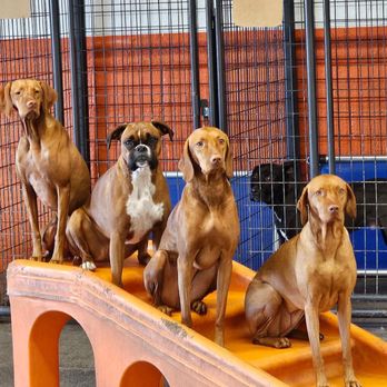Canine to Five - Pet Groomers Near Me - Detroit, Michigan Canine to Five - Pet Groomers Near Me - Detroit, Michigan