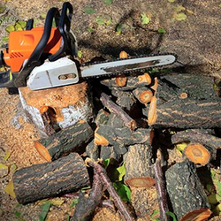 Andrew M Moore Tree Surgeon