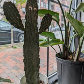 Bom Dia Cafe - Say hi to the cactus! - Acai Bowls Near Me - Portland, Maine