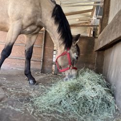 Jerviss Quarter Horses - Bella is a Trip "Bella"