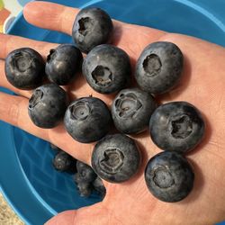 Rusty Plow Farm - Biggest blueberries I've ever picked