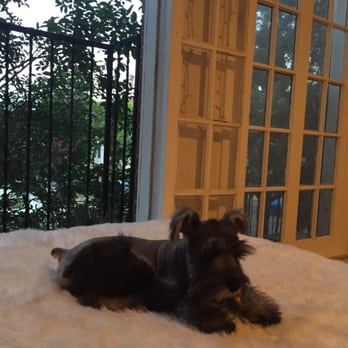 Pet Joy - Can see the schnauzer cut. - Pet Groomers Near Me - Los Angeles, California Pet Joy - Can see the schnauzer cut. - Pet Groomers Near Me - Los Angeles, California