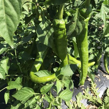 Valley View Farms - green peppers growing on the plant - Fruits & Veggies Near Me - Newton, New Jersey Valley View Farms - green peppers growing on the plant - Fruits & Veggies Near Me - Newton, New Jersey