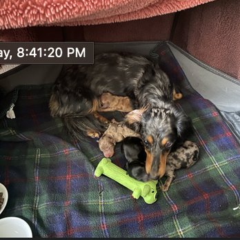 Berkeley Dog & Cat Hospital - So proud of my baby and her 4 babies! - Veterinarians Near Me - Berkeley, California Berkeley Dog & Cat Hospital - So proud of my baby and her 4 babies! - Veterinarians Near Me - Berkeley, California