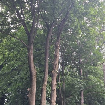 Backwoods Tree Service - Tree Services Near Me Backwoods Tree Service - Tree Services Near Me