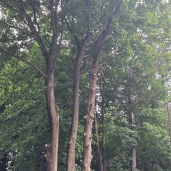 Backwoods Tree Service