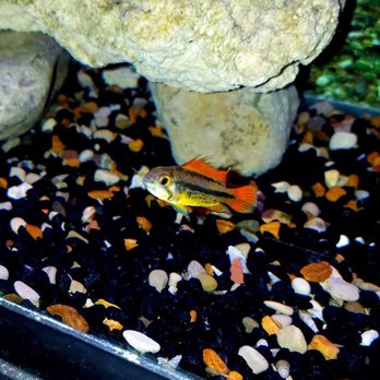 Blue Hook Aquatics - Apistogramma caucatoides orange flash - Local Fish Stores Near Me - Cincinnati, Ohio Blue Hook Aquatics - Apistogramma caucatoides orange flash - Local Fish Stores Near Me - Cincinnati, Ohio