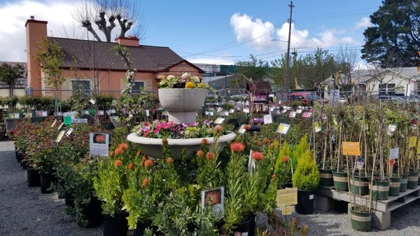 King S Nursery 92 Photos 86 Reviews Nurseries Gardening 1212 13th St Santa Rosa Ca Phone Number Yelp Nurseries Gardening