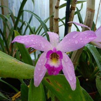 Shelldance Orchid Gardens - Nurseries & Gardening Near Me - Pacifica, California