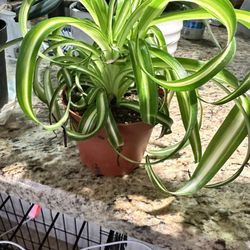 The Potting Bench - The most healthy, gorgeous spider plant!