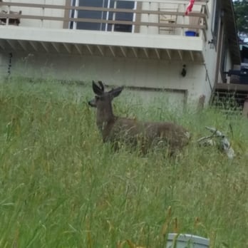Cambria - Deer, right in town. Never too far from Mother Nature here. - Local Flavor Near Me Cambria - Deer, right in town. Never too far from Mother Nature here. - Local Flavor Near Me