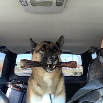 Coastal German Shepherd Rescue - Loves the bones. - Animal Shelters Near Me - Lake Forest, California Coastal German Shepherd Rescue - Loves the bones. - Animal Shelters Near Me - Lake Forest, California