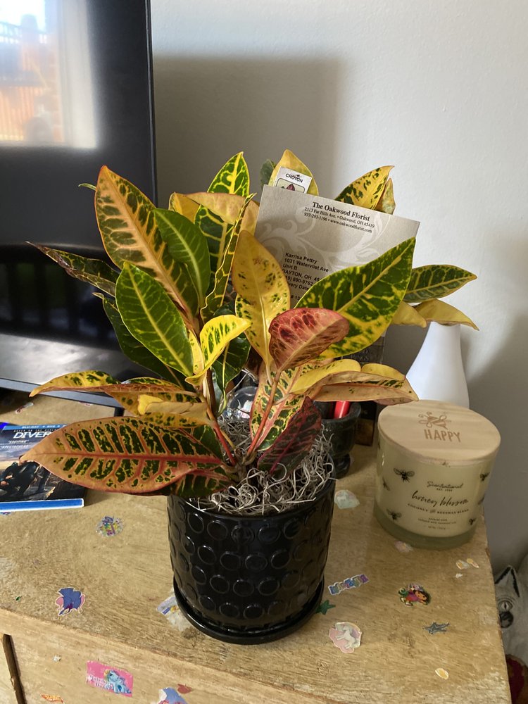 OAKWOOD FLORIST Updated October 2024 63 Photos & 21 Reviews 2313