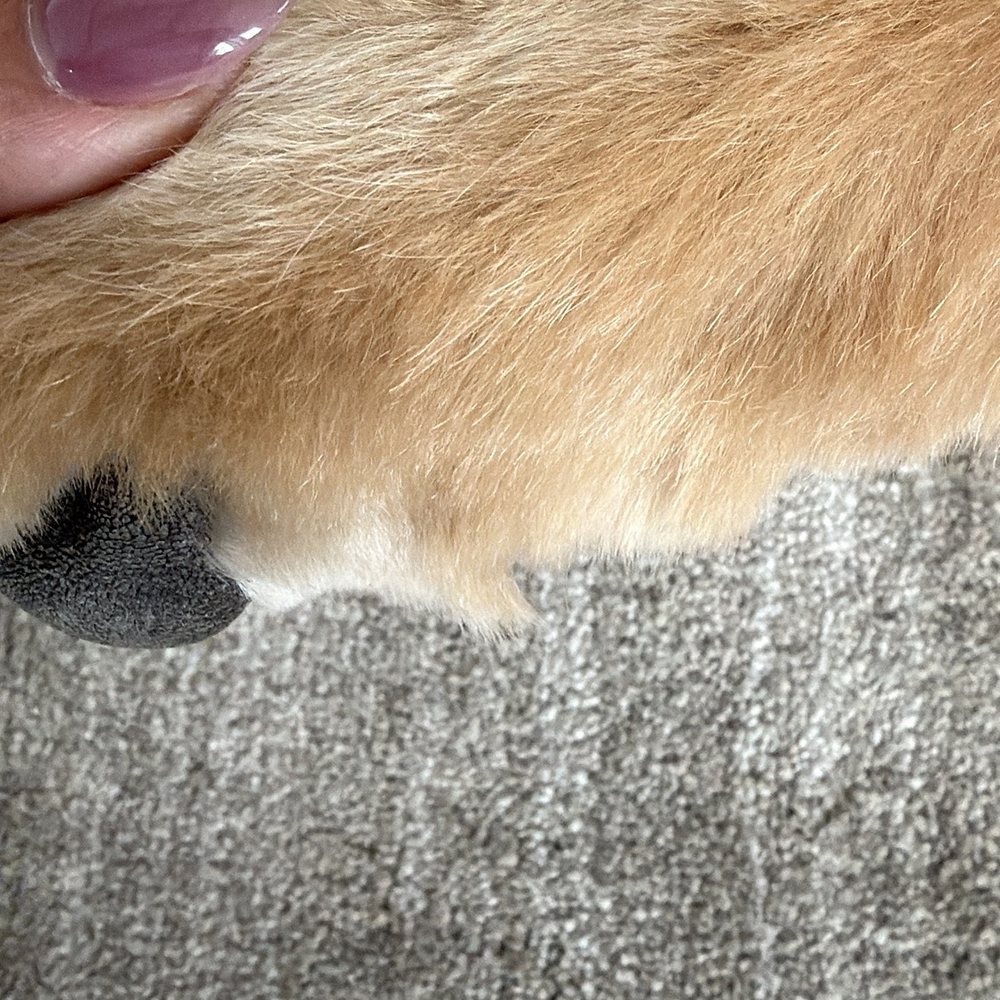 K9 Design Pet Grooming - Pet Groomers Near Me - Riverton, Utah K9 Design Pet Grooming - Pet Groomers Near Me - Riverton, Utah