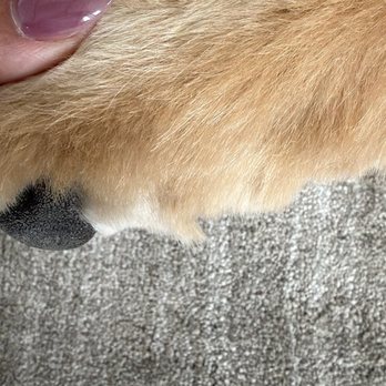 K9 Design Pet Grooming - Pet Groomers Near Me - Riverton, Utah K9 Design Pet Grooming - Pet Groomers Near Me - Riverton, Utah